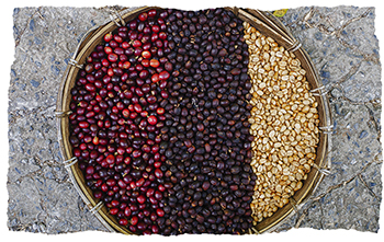 Dark, Medium and Light Roasted Coffee Beans